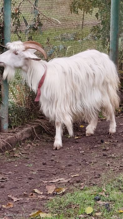 Продаются четыре козы