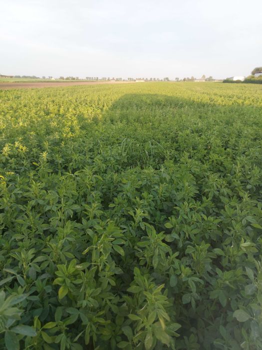 lucerna lucerka siedmiolatka zbiór 2025 WYSYLKA