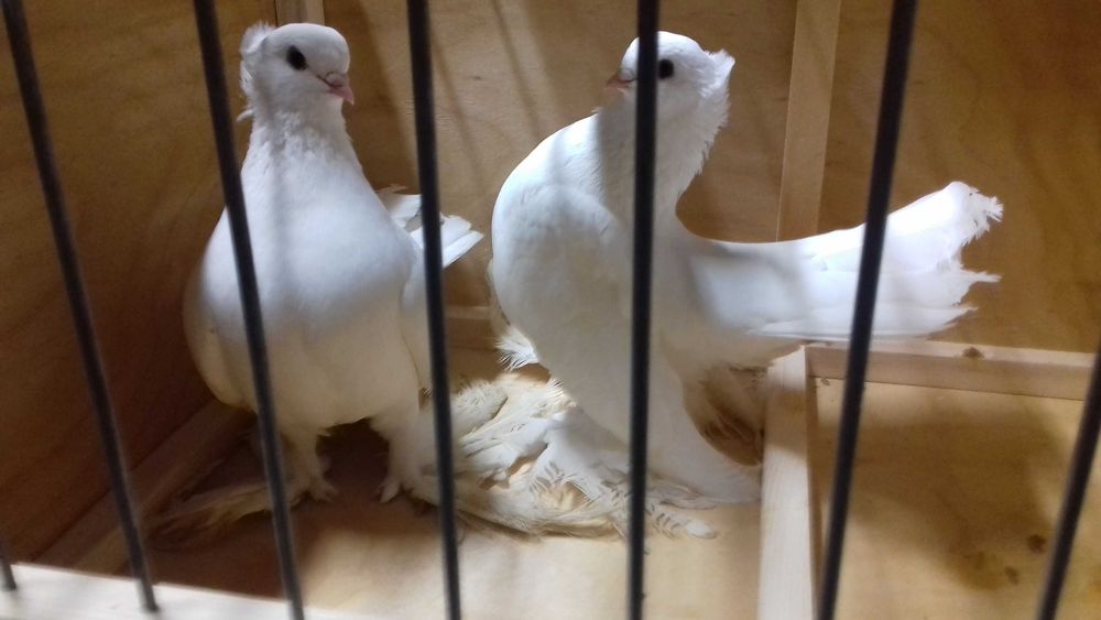 Omskie, Perukarze, Widyny