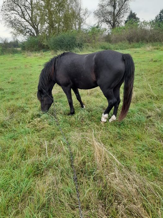 Продам кобилу звиртайтися