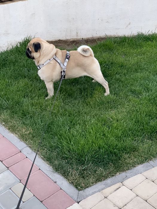 Мопс Ларри ищет даму для отношений)