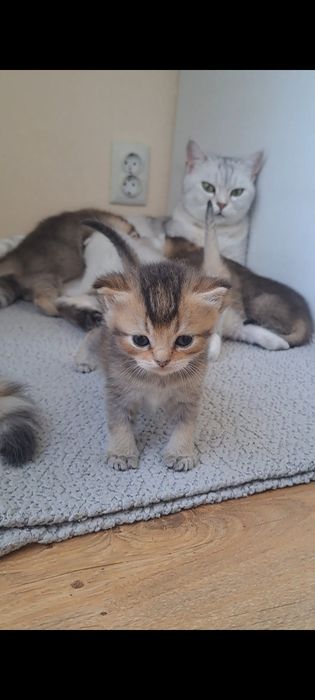 Кошенята, британські котята, золота та срібна шиншила