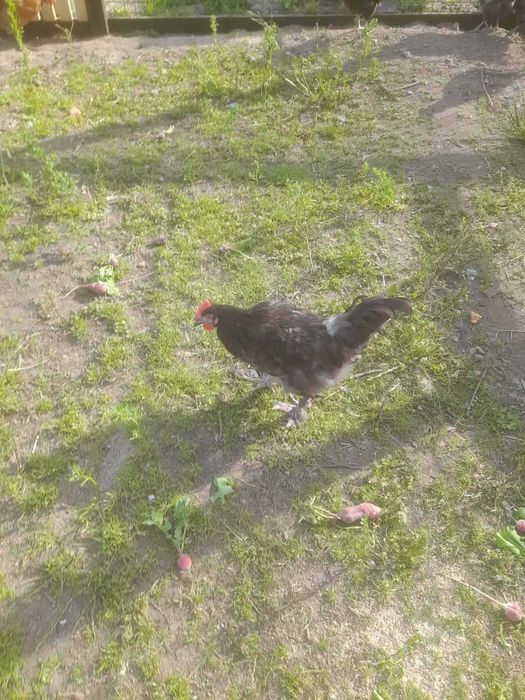 Koguty Australorp i Marans