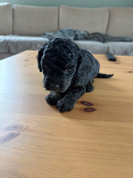 Cavapoo F1b pudel Toy