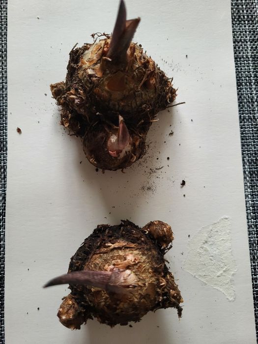 Луковицы каладиум