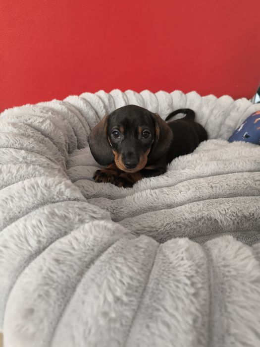 Jamnik miniaturowy krótkowłosy suczka