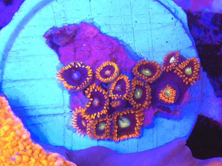 Zoa Time Warp Zoanthus Koralowce Miękkie Akwarystyka Morska