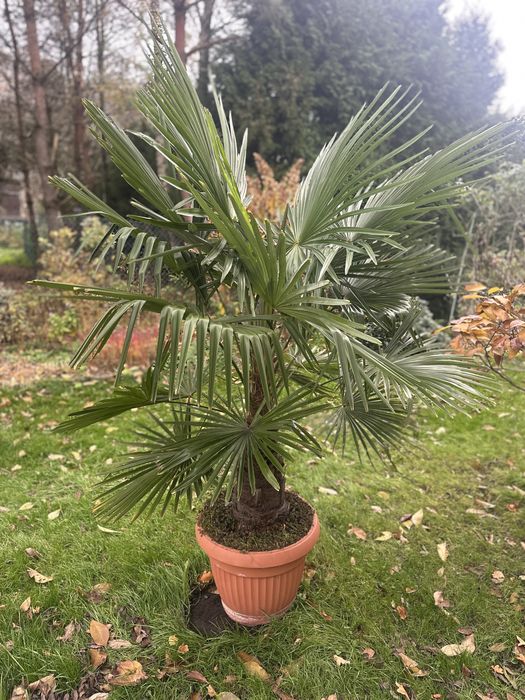 Palma mrozoodporna Trachycarpus fortunei