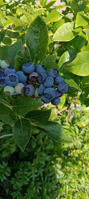 Borówka amerykańska bez żadnych oprysków