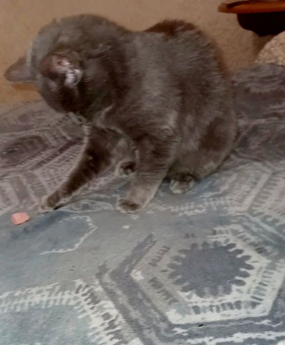 Кішечка стерелізована безкоштовно в добрі ручки