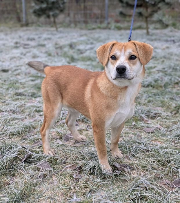 Kris, 10-miesięczny biszkopcik