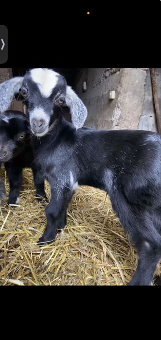 Цапки, козлики та козочки 2026 року народження