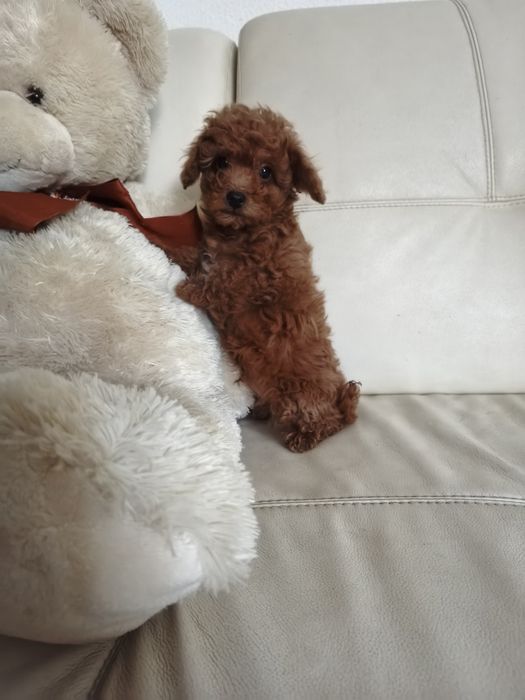 Пудель той міні девочка  и мальчики  Китай и ксу