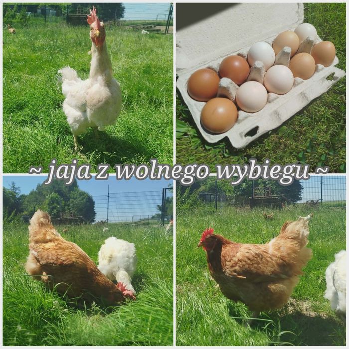 Swojskie jajka od kur z wolnego wybiegu