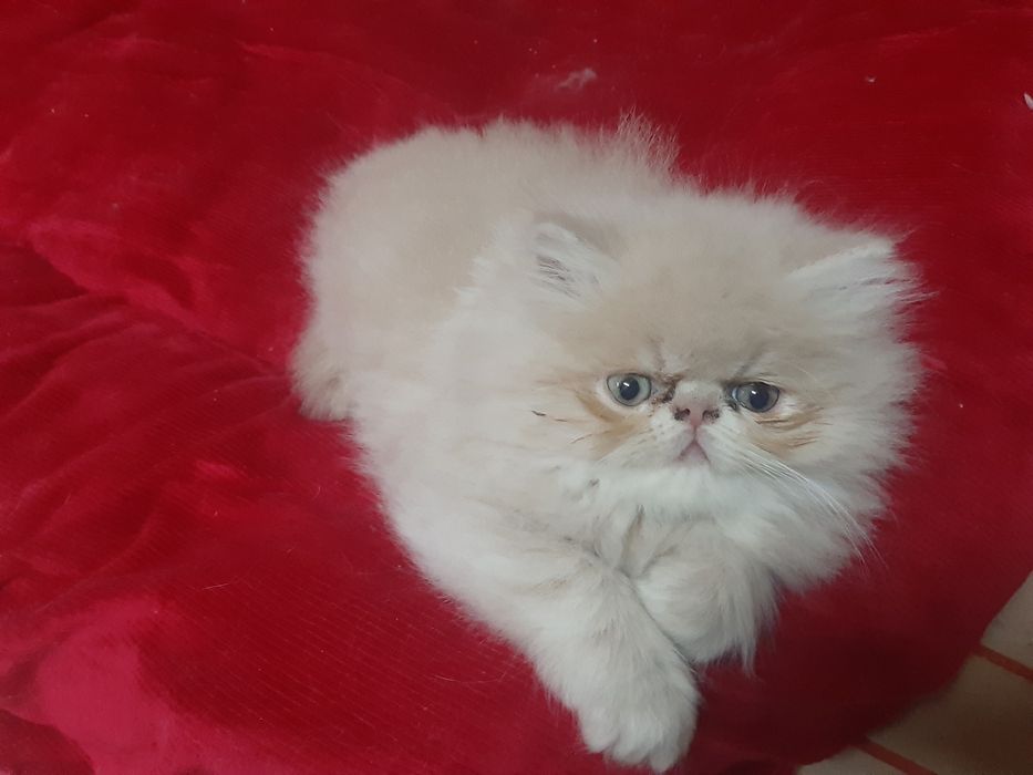 Gato persa creme