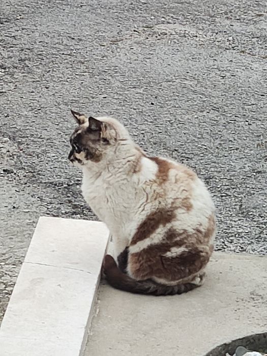 Gata  esterilizada