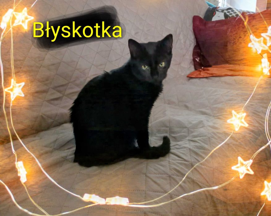 Kotka Błyskotka 6m.