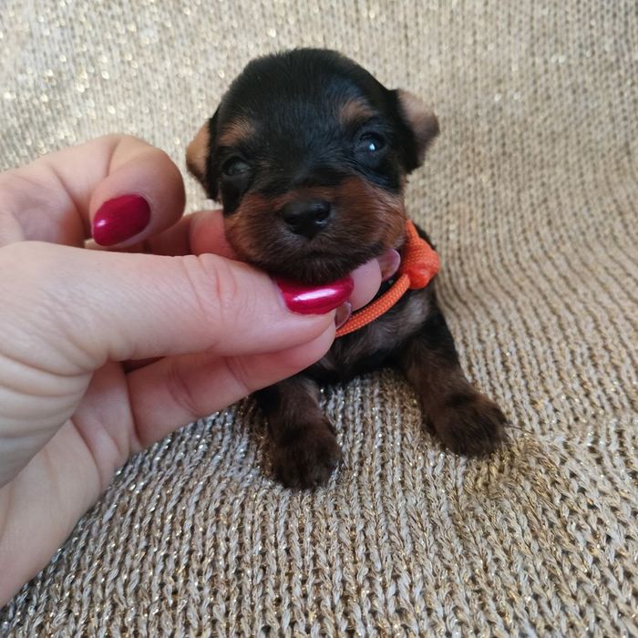 Piesek  Yorkshire terrier do rezerwacji