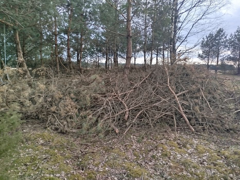 Gałęzie na zrębki
