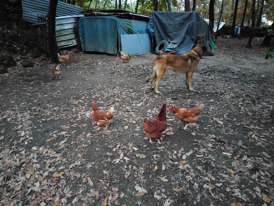 Cao da serra para adopção