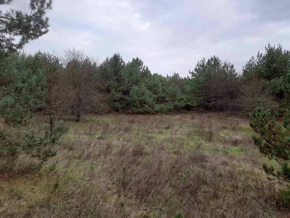 1Продається ділянка з Лісом