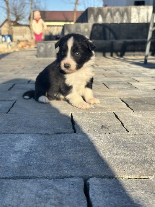Czarno-Biały piesek border collie