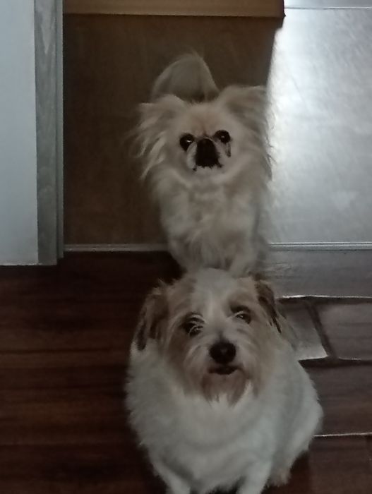 Oddam pieski w dobre ręce