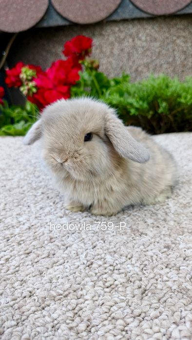 Mini lop króliki karzełek miniaturka baranek hodowla