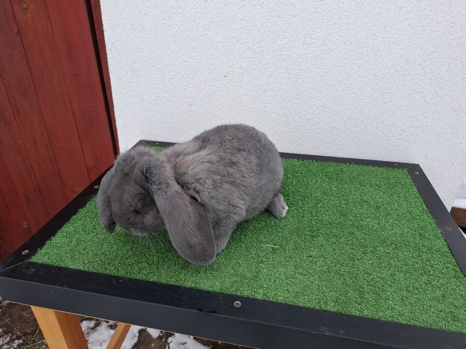 KrKóllik Baran Francuski Marburski Srokacz