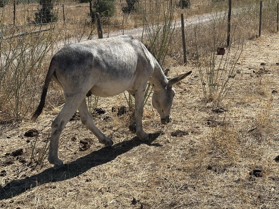 Burro pequeno Montada e Engatado