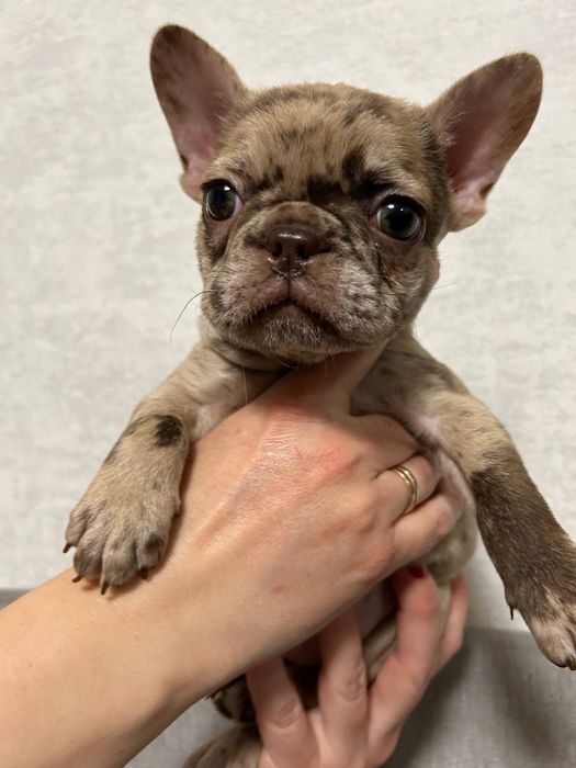 Девочка французского бульдога