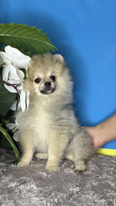 Чудова дівчинка шпиць міні