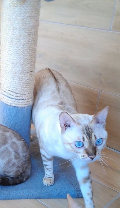 Снежная бенгальская кошка