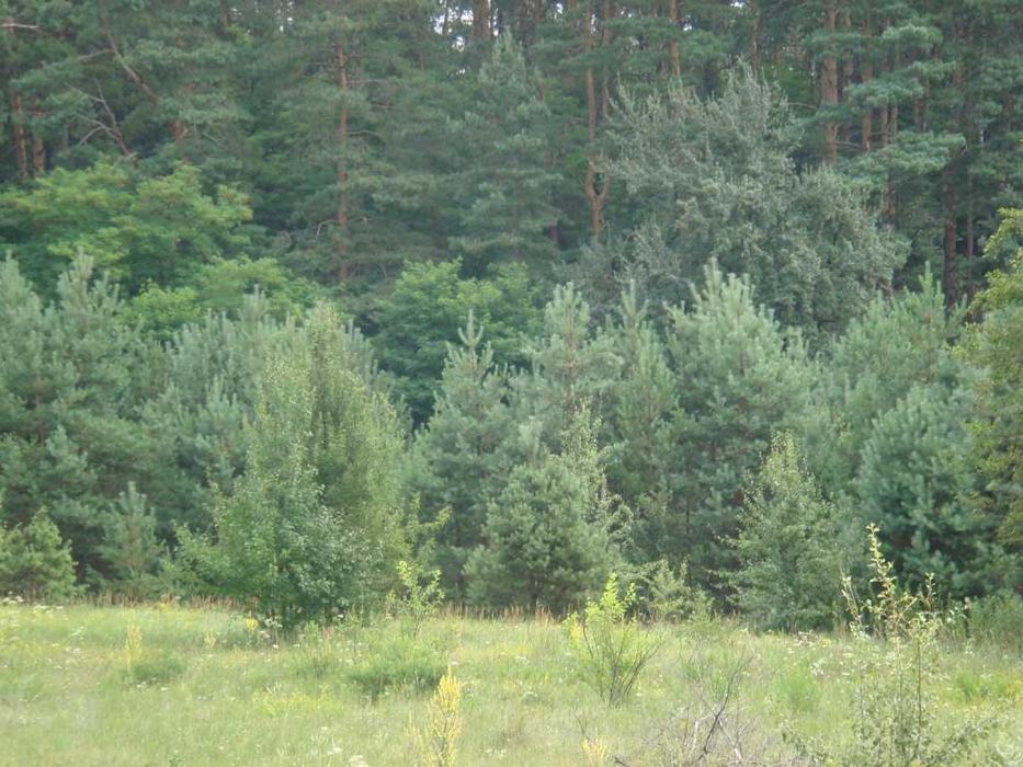 Продаж ділянки біля Десни і лісу 55 км від Києва