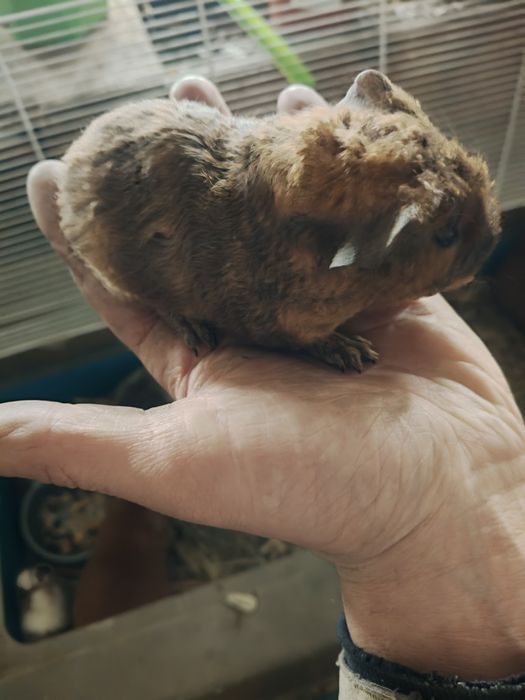 Морские свинки. Американский тетди