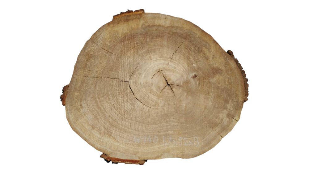 Duży Wybór Plastrów Drewna Wiąz Pięknie Przebarwione Drewno Tarcica