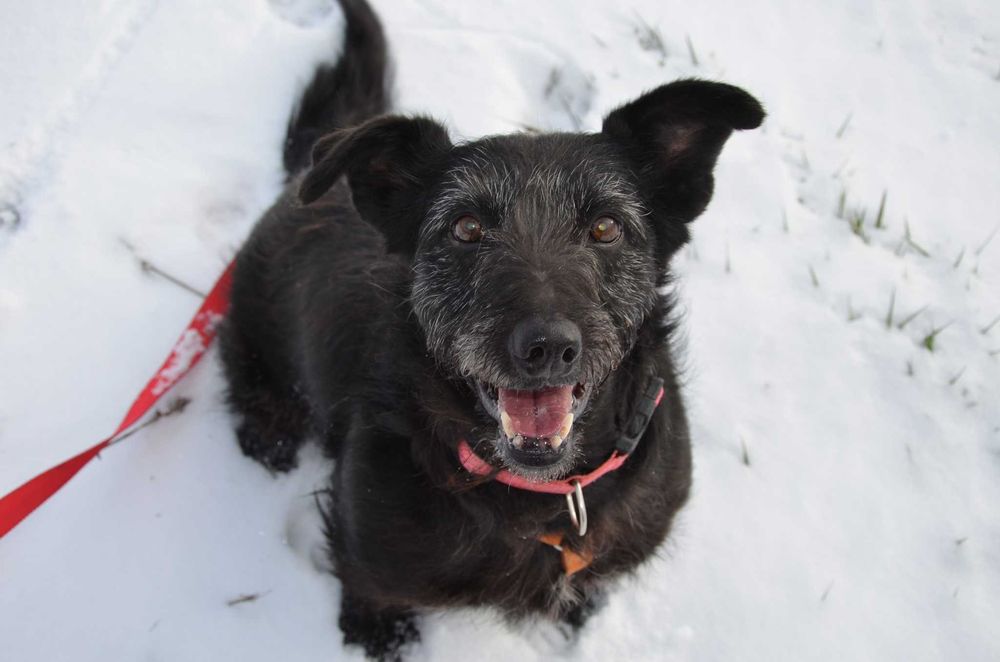 Fraszka – urok osobisty, czułość i serce gotowe do oddania