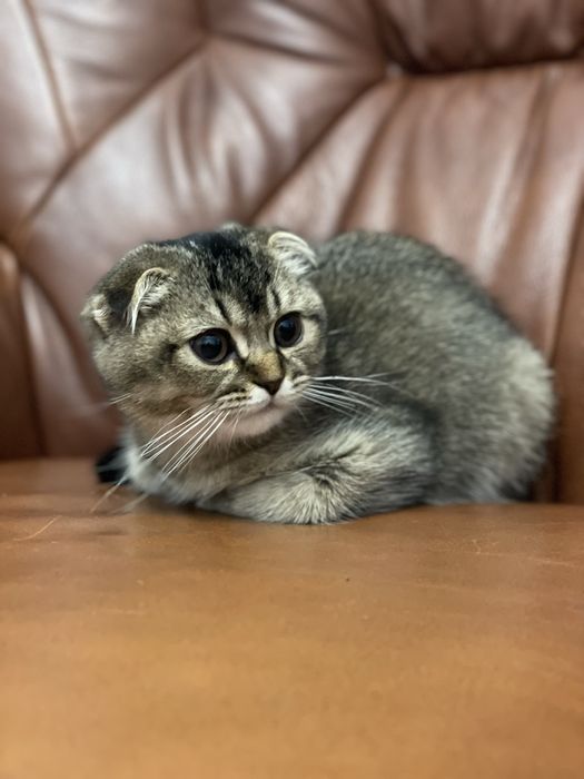 Продається кішечка