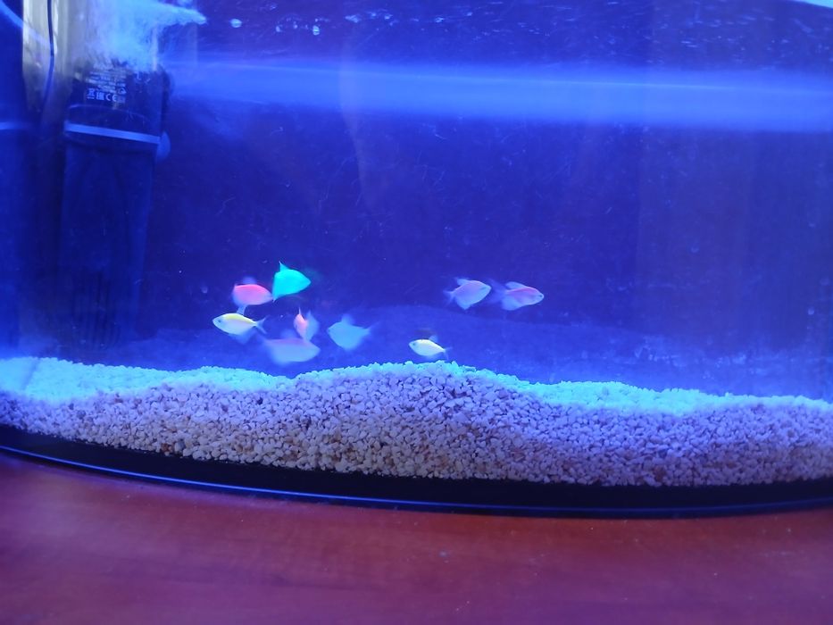 Akwarium z rybkami tetra color 75L z osprzętem