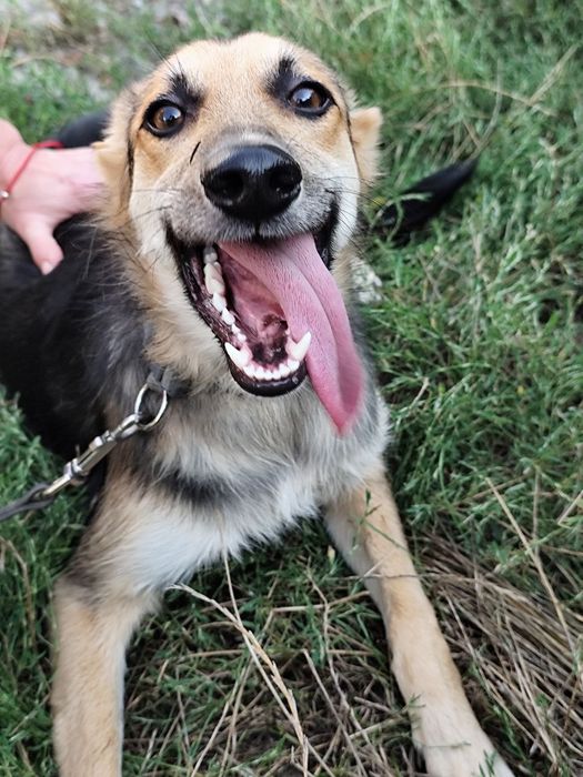 Цуценята в добрі руки.