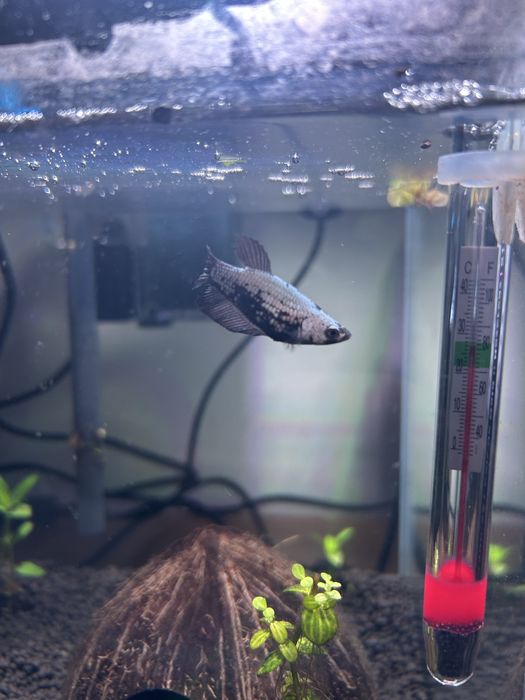 Casal bettas samurai