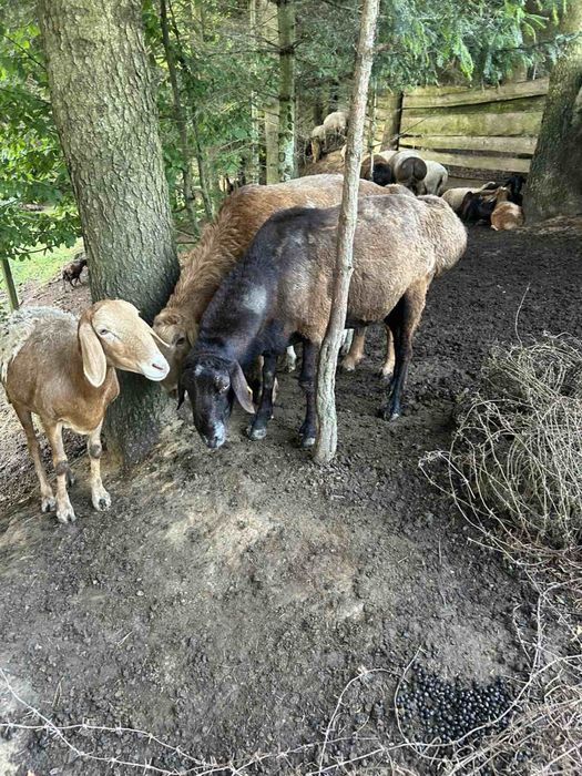 ПРОДАЮТЬСЯ Гісарські та Едельбаївські курдючні барани