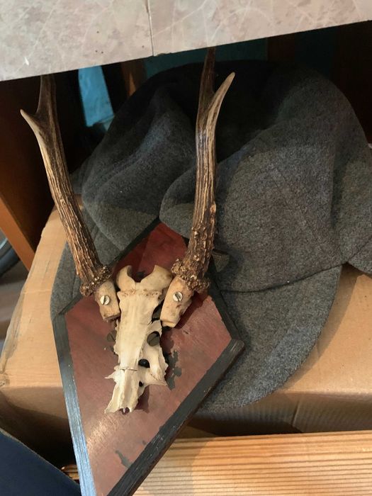 інсталяція ріг косуля лось олень