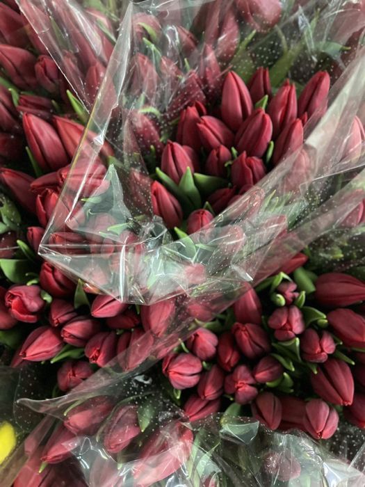 ЦИБУЛИНИ тюльпанів після вигонки у теплиці