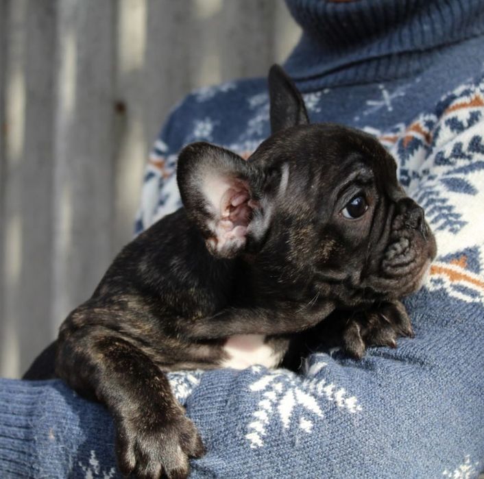 Французики генні карапузики