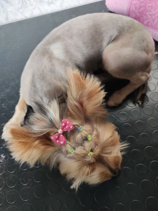 Грумер ліцензований.