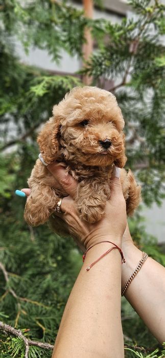 Мальчики мальтипу 2.5мес