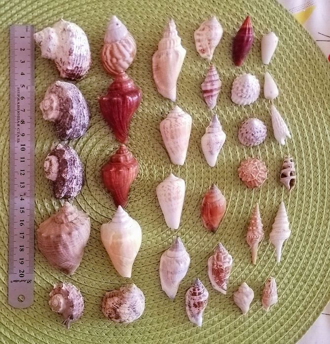 Крупные и поменьше ракушки морские