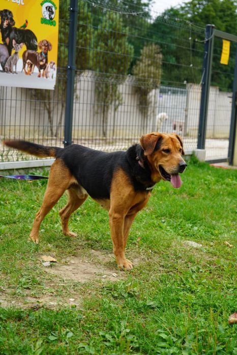 Piesek do adopcji