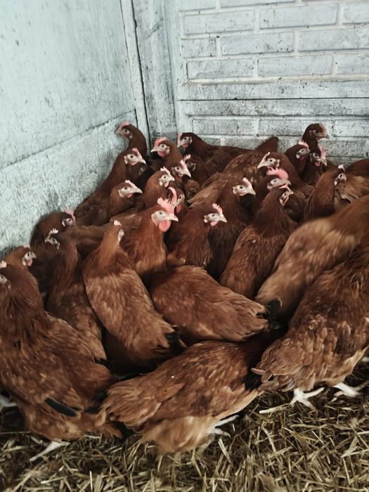 Sprzedam kurę z jajkiem